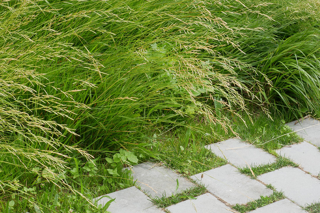 CoBe,Paysage,Coeur d'îlot,Aménagement des espaces extérieurs,Parc,Parc Princesse,Le Vesinet